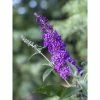 Buddleja Psychedelic Sky - Arbre Aux Papillons -Promesse de fleurs Boutique buddleja psychedelic sky 100418 1
