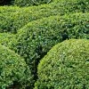 Buis Boule - Buxus Sempervirens -Promesse de fleurs Boutique buis double buxus sempervirens 7524 2