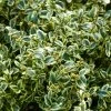 Buis Commun Panaché - Buxus Sempervirens Elegans 1 Buis Commun Panaché - Buxus Sempervirens Elegans -Promesse de fleurs Boutique buxus sempervirens elegans 83975 2