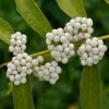 Callicarpa Dichotoma Albibacca -Promesse de fleurs Boutique callicarpa dichotoma albibacca 86429 1
