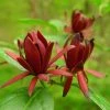 Calycanthus Floridus - Arbre Aux Anémones -Promesse de fleurs Boutique calycanthus floridus 9656 4