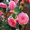 Camélia Mrs. Tingley - Camellia Japonica 1 Camélia Mrs. Tingley - Camellia Japonica -Promesse de fleurs Boutique camellia japonica mrs tingley 87692 1