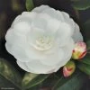 Camélia D'automne - Camellia Sasanqua Early Pearly -Promesse de fleurs Boutique camellia sasanqua early pearly 7976 1
