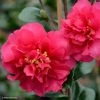 Camelia D'automne - Camellia X Hiemalis Bonanza -Promesse de fleurs Boutique camellia x hiemalis bonanza 81383 2
