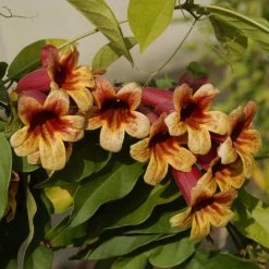 Campsis Capreolata - Bignone à Vrilles