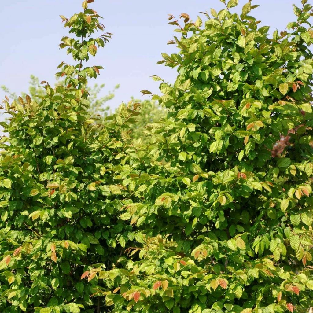 Carpinus Betulus Stegemanns Primus - Charme Commun 3 Carpinus Betulus Stegemanns Primus - Charme Commun