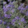 Caryopteris Clandonensis Ferndown - Spirée Bleue -Promesse de fleurs Boutique caryopteris clandonensis ferndown 86239 1