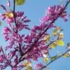 Cercis Siliquastrum - Arbre De Judée -Promesse de fleurs Boutique cercis Siliquastrum ld miluz 7583 1