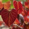 Gainier Du Canada - Cercis Canadensis Red Force -Promesse de fleurs Boutique cercis canadensis red force copyright 1004381 1 1