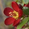 Cognassier Du Japon Hot Fire - Chaenomeles Speciosa 1 Cognassier Du Japon Hot Fire - Chaenomeles Speciosa -Promesse de fleurs Boutique chaenomeles speciosa hot fire 7817 1