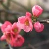 Cognassier Du Japon Pink Lady - Chaenomeles Superba -Promesse de fleurs Boutique chaenomeles superba pink lady 7966 2