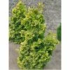 Chamaecyparis Obtusa Rashahiba - Faux Cyprès Hinoki Du Japon -Promesse de fleurs Boutique chamaecyparis obtusa rashahiba 1002462 1