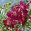 Chilopsis Linearis Burgundy -Promesse de fleurs Boutique chilopsis linearis burgundy 16207 1