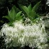 Chionanthus Virginicus - Arbre De Neige -Promesse de fleurs Boutique chionanthus virginicus 79782 2
