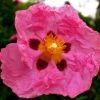 Cistus Purpureus - Ciste Pourpre -Promesse de fleurs Boutique cistus purpureus 7526 1