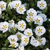 Ciste Du Portugal - Cistus X Lusitanicus Decumbens 1 Ciste Du Portugal - Cistus X Lusitanicus Decumbens -Promesse de fleurs Boutique cistus x lusitanicus decumbens 100305 1
