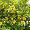 Citronnier Des 4 Saisons - Citrus Limon