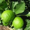 Grand Citron Vert - Citrus Latifolia -Promesse de fleurs Boutique citrus latifolia 16217 1