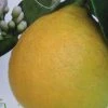 Citronnier - Citrus Limon Adamo -Promesse de fleurs Boutique citrus limon adamo 87036 1