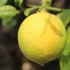 Citronnier - Citrus Limon Cerza -Promesse de fleurs Boutique citrus limon cerza