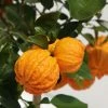 Oranger Corrugata - Citrus Sinensis X Aurantium -Promesse de fleurs Boutique citrus sinensis x aurantium 87044 4