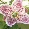 Clématite - Clematis Cirrhosa Freckles 1 Clématite - Clematis Cirrhosa Freckles -Promesse de fleurs Boutique clematis cirrhosa freckles 771570 1