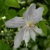 Clématite - Clematis Jackmanii Alba -Promesse de fleurs Boutique clematis jackmanii alba 81380 1