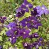 Clématite - Clematis Jackmanii Superba -Promesse de fleurs Boutique clematis jackmanii superba 82395 2
