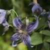 Clématite - Clematis Saphyra Indigo -Promesse de fleurs Boutique clematis saphyra indigo 681391 1