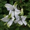 Clématite - Clematis Viticella Alba Luxurians -Promesse de fleurs Boutique clematite Alba Luxurians 681493 1