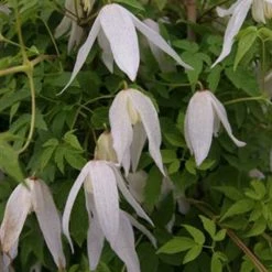 Clématite - Clematis Macropetala Broughton Bride