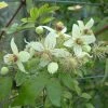 Clématite - Clematis Tangutica Grace -Promesse de fleurs Boutique clematite Grace 681490 1