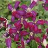 Clématite - Clematis Flammula Sweet Summer Love -Promesse de fleurs Boutique clematite Sweet Summer Love 681521 1