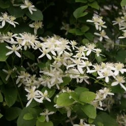 Clématite - Clematis Terniflora