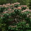 Arbre De La Chance - Clerodendrum Trichotomum, Clérodendron -Promesse de fleurs Boutique clerodendrum trichotomum clerodendron 9559 1 1