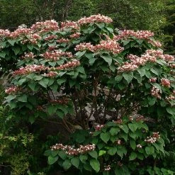 Arbre De La Chance - Clerodendrum Trichotomum, Clérodendron