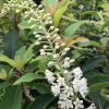 Clethra Barbinervis Great Star -Promesse de fleurs Boutique clethra barbinervis great star 15384 1
