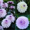 Collection 3 Dahlias Seniors 2 Collection 3 Dahlias Seniors -Promesse de fleurs Boutique collection 3 dahlias seniors 86088 1