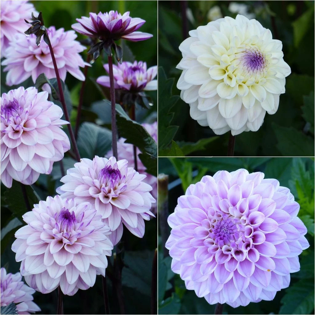 Collection 3 Dahlias Seniors 3 Collection 3 Dahlias Seniors