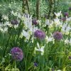 Collection Allium & Iris De Hollande -Promesse de fleurs Boutique collection allium iris de hollande 15274 1