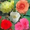 Collection 15 Begonias Grandifloras -Promesse de fleurs Boutique collection begonias 51256 1