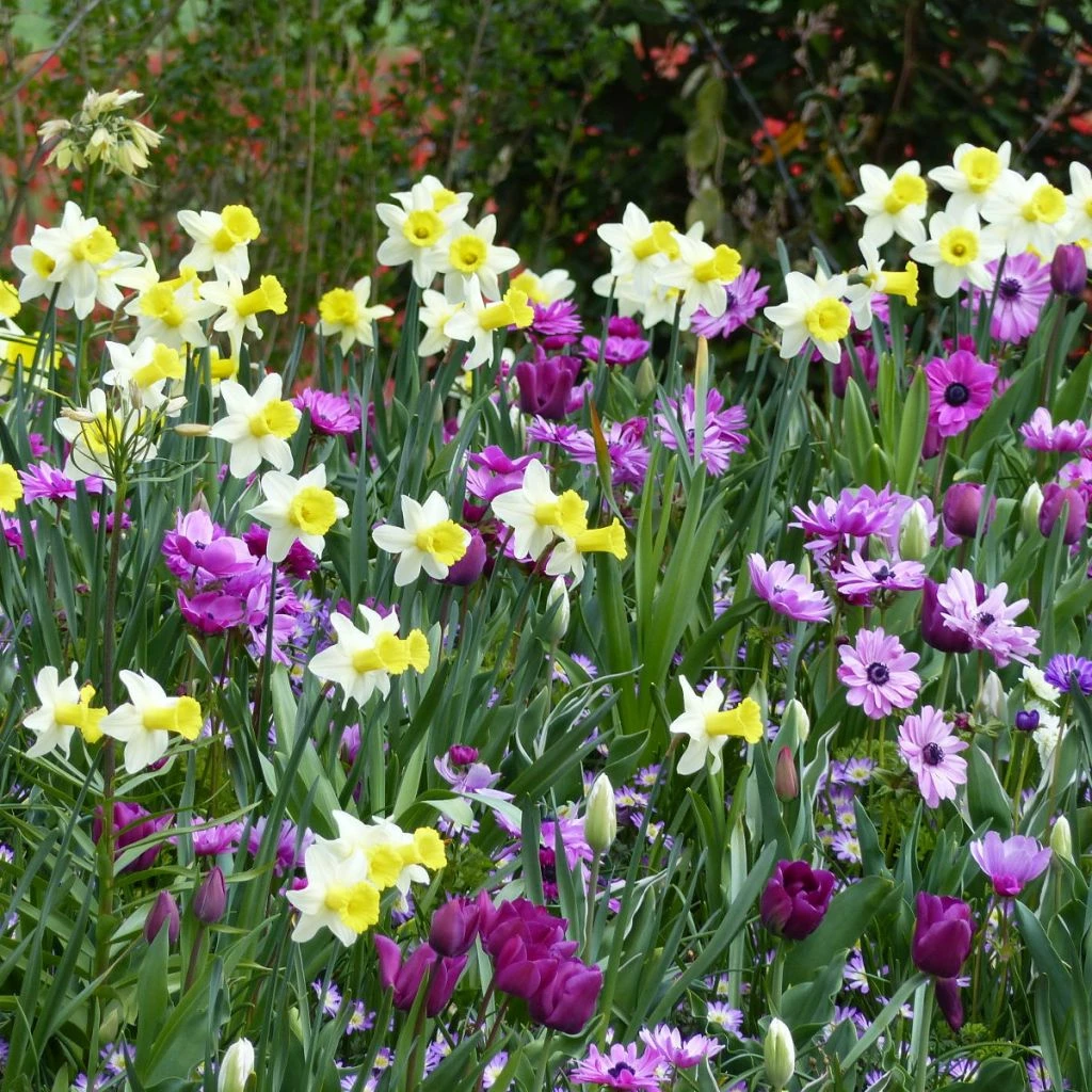 Collection Balade Pastorale 3 Collection Balade Pastorale