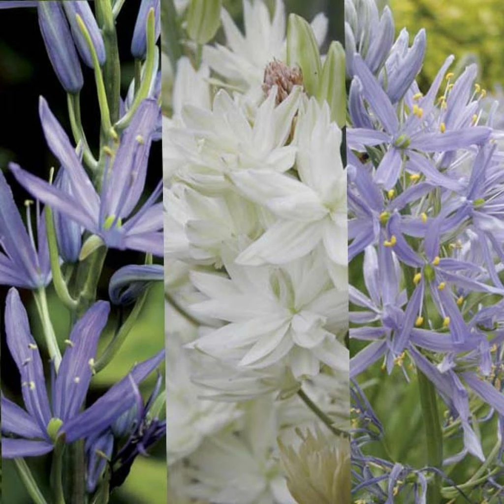 Collection Camassias 3 Collection Camassias