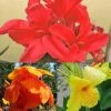Collection De 3 Cannas -Promesse de fleurs Boutique collection cannas 51353 1