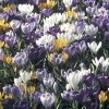 Collection 100 Crocus Grandes Fleurs Mammouth 2 Collection 100 Crocus Grandes Fleurs Mammouth -Promesse de fleurs Boutique collection crocus grandes fleurs 53971 1