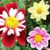 Collection Dahlias Collerette -Promesse de fleurs Boutique collection dahlia colerettes 31450 1