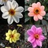 Collection Dahlias Happy Single -Promesse de fleurs Boutique collection dahlia happy 31434 1