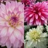 Collection Dahlias Nains Gallery -Promesse de fleurs Boutique collection dahlias gallery 3911 1