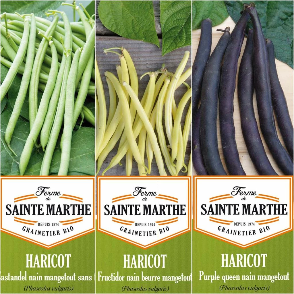 Collection De 3 Haricots Colorés Et Productifs BIO - Ferme De Sainte-Marthe 3 Collection De 3 Haricots Colorés Et Productifs BIO - Ferme De Sainte-Marthe