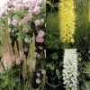 Collection Eremurus -Promesse de fleurs Boutique collection eremurus 53574 1